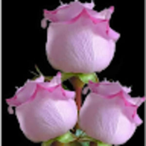 Meet your Posher, Albina